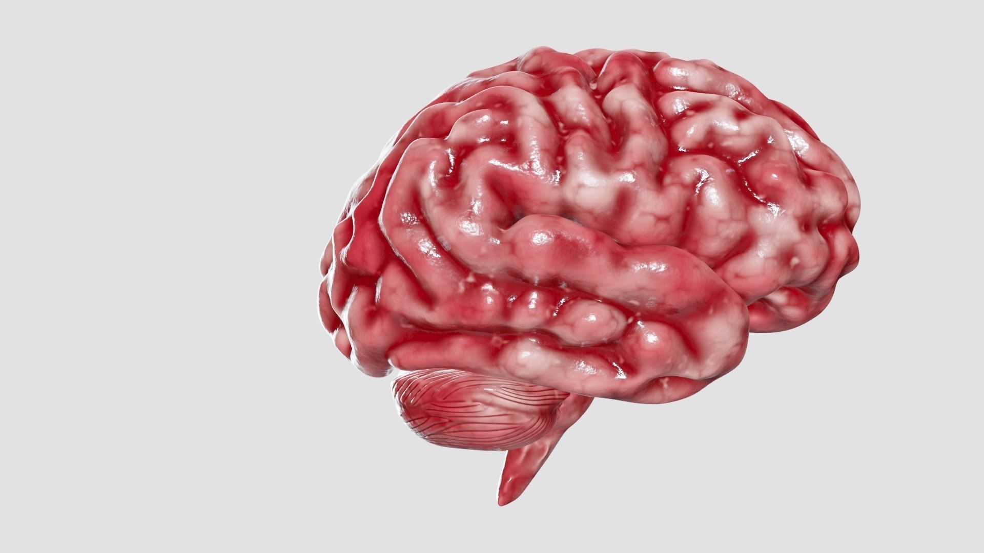 Human Brain 3D Model Low-poly 3D model_38