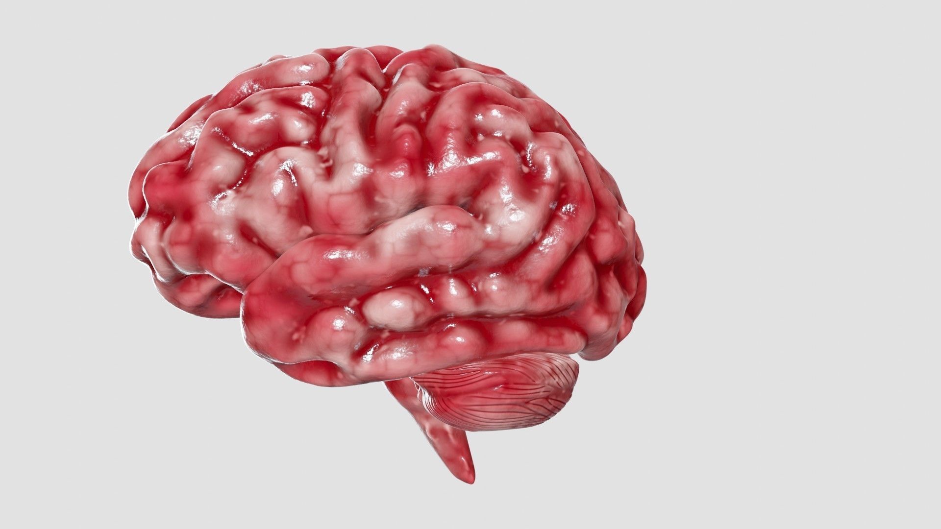 Human Brain 3D Model Low-poly 3D model_27