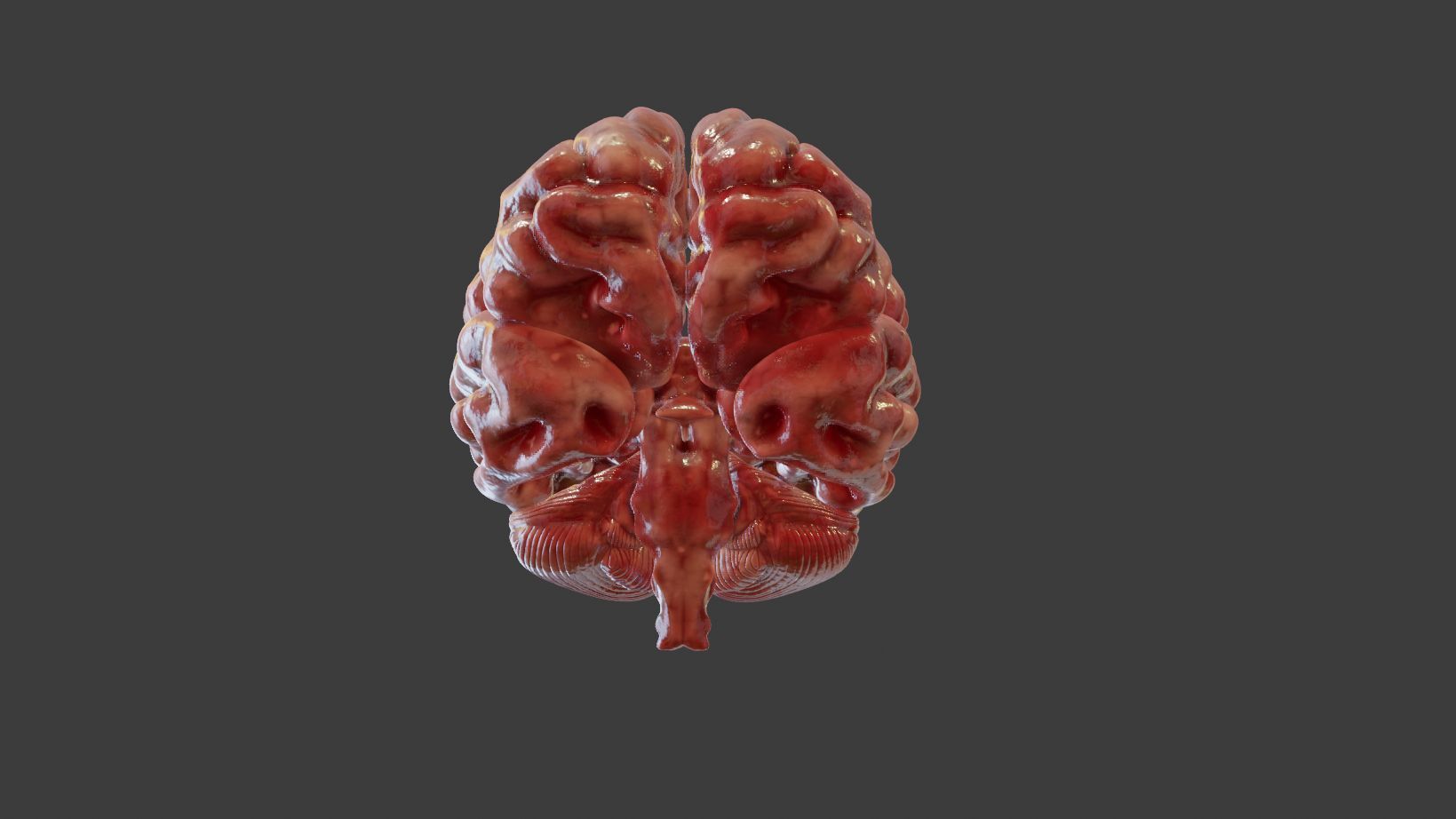 Human Brain 3D Model Low-poly 3D model_5