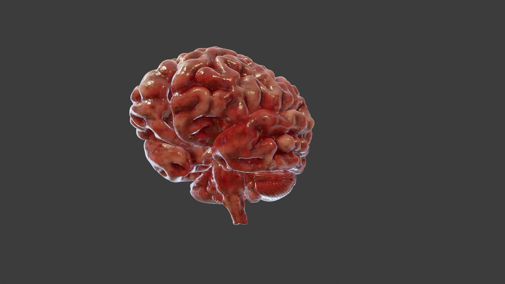 Human Brain 3D Model Low-poly 3D model_6