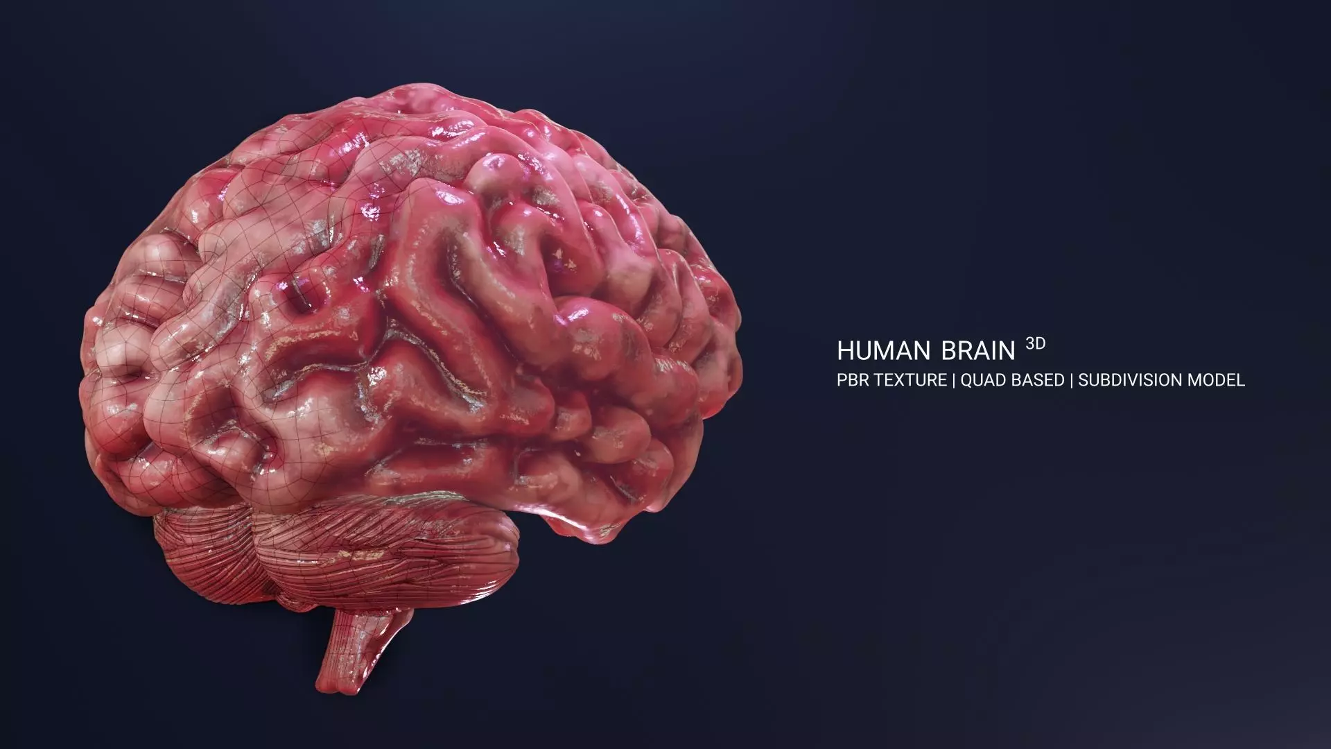 Human Brain 3D Model Low-poly 3D model_0