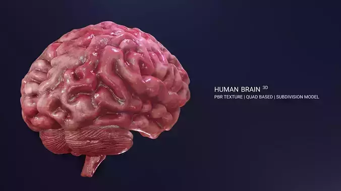 Human Brain 3D Model Low-poly 3D model