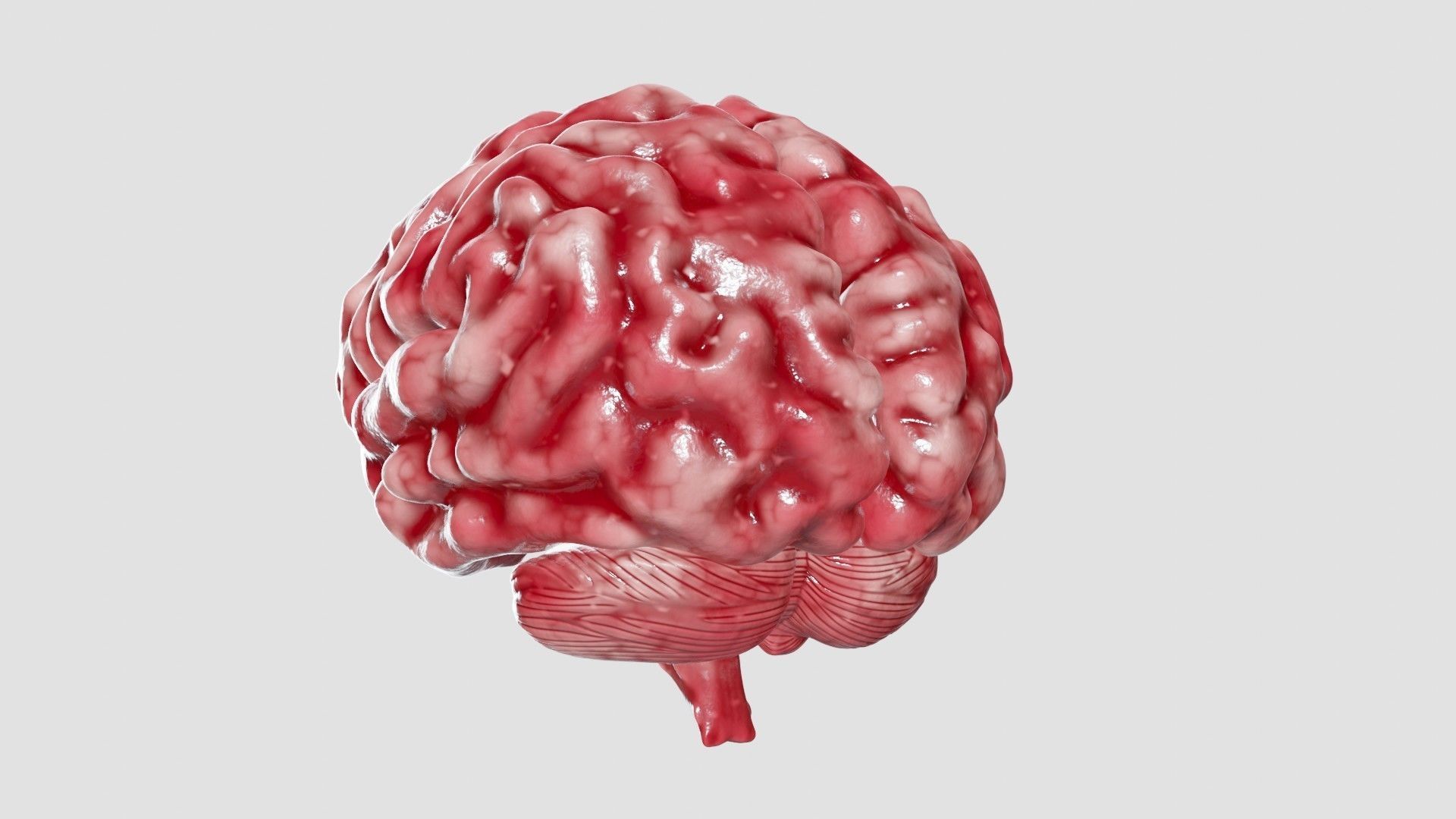 Human Brain 3D Model Low-poly 3D model_23