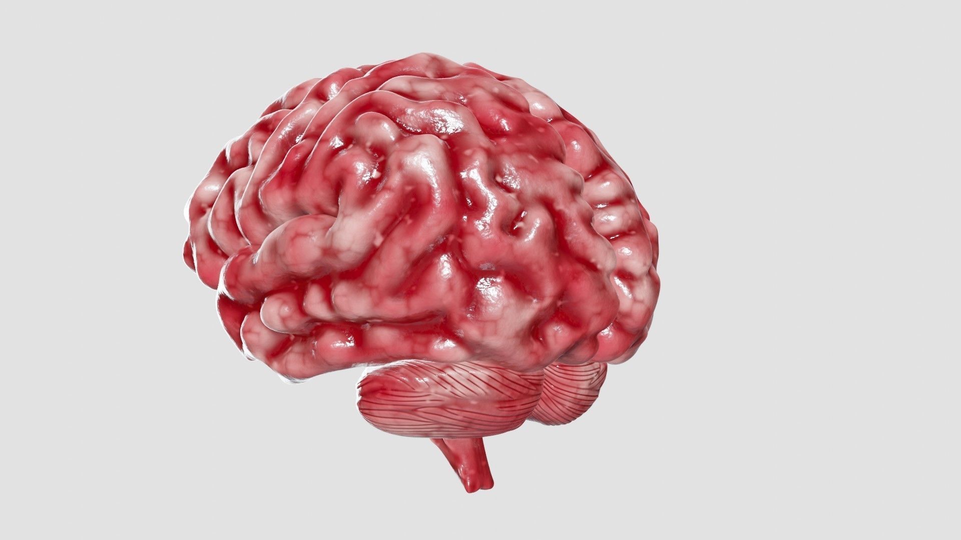 Human Brain 3D Model Low-poly 3D model_24