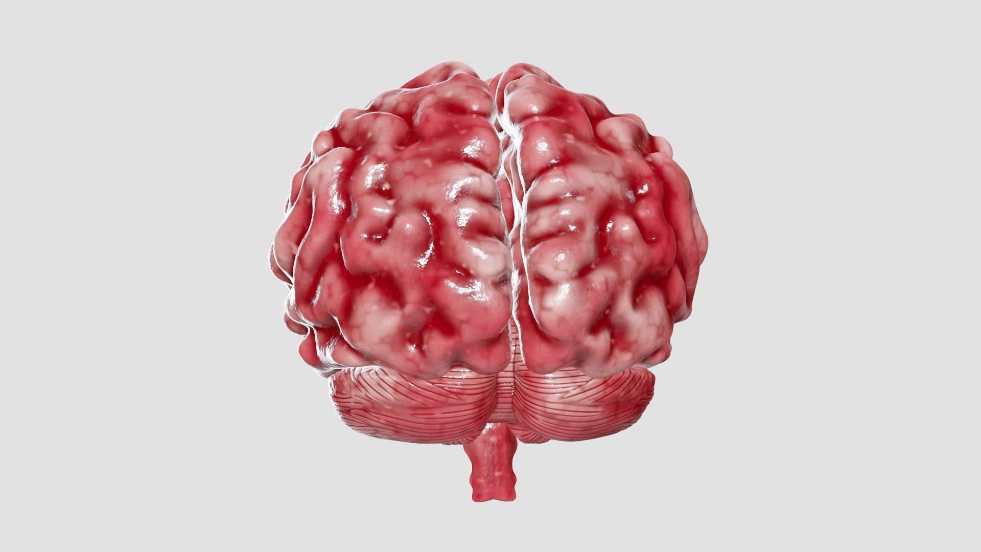 Human Brain 3D Model Low-poly 3D model_21