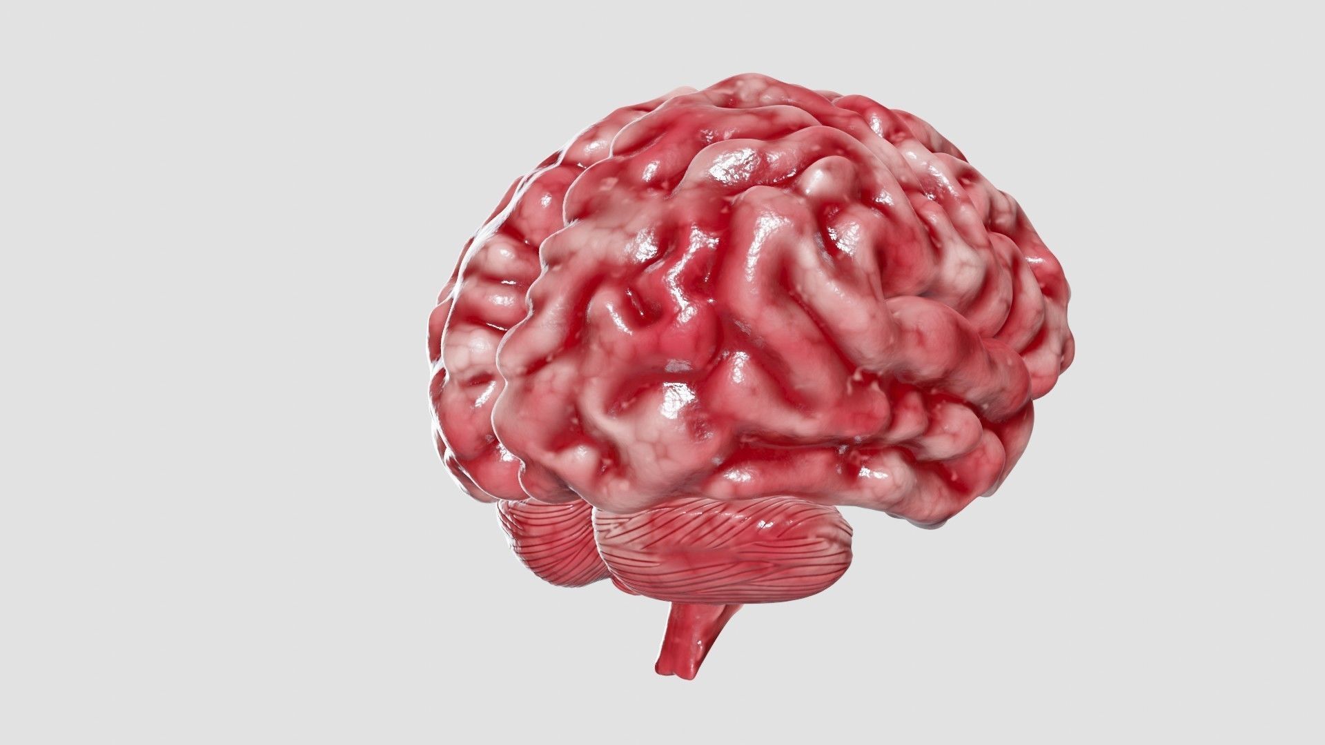 Human Brain 3D Model Low-poly 3D model_41