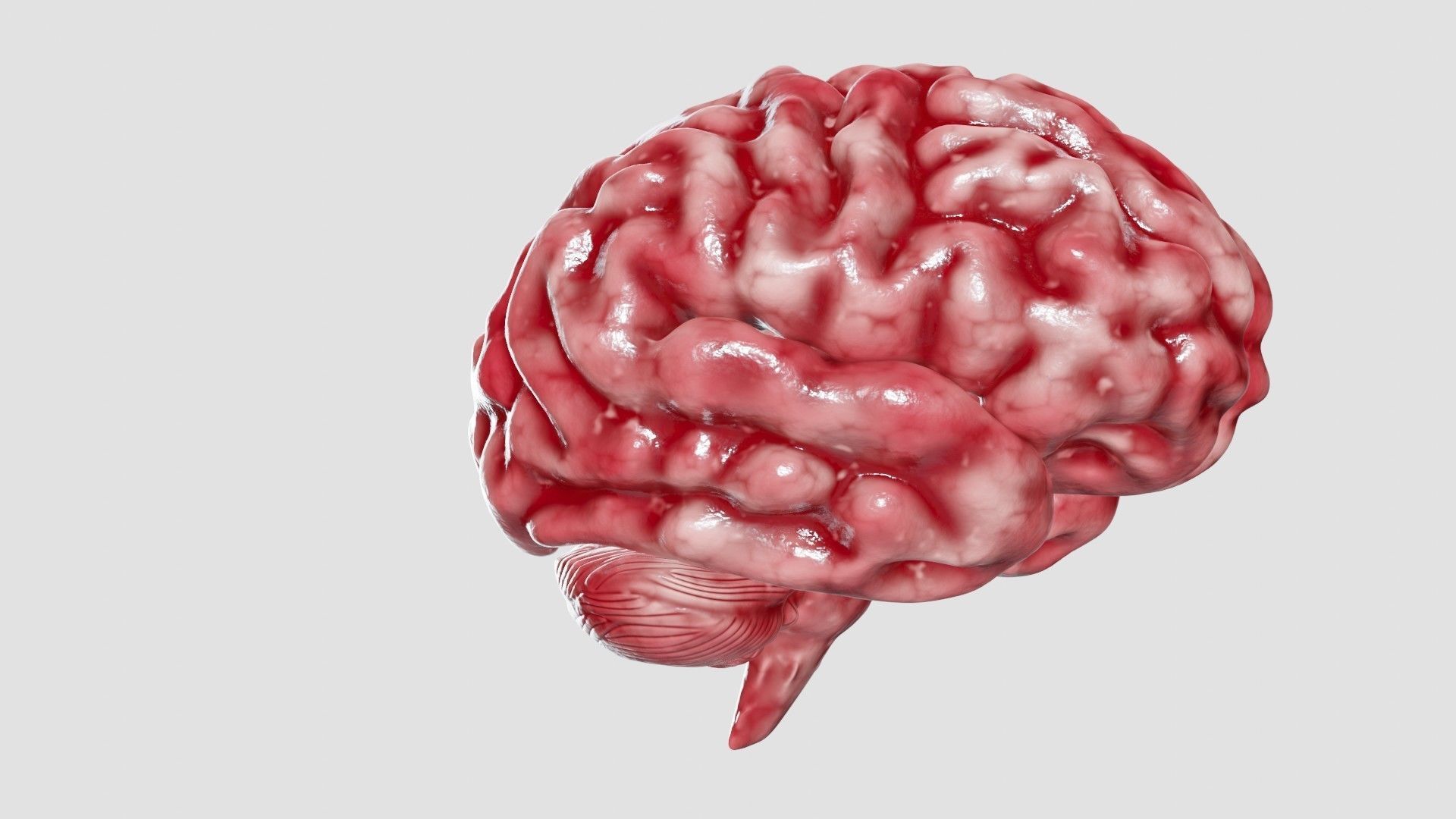 Human Brain 3D Model Low-poly 3D model_37