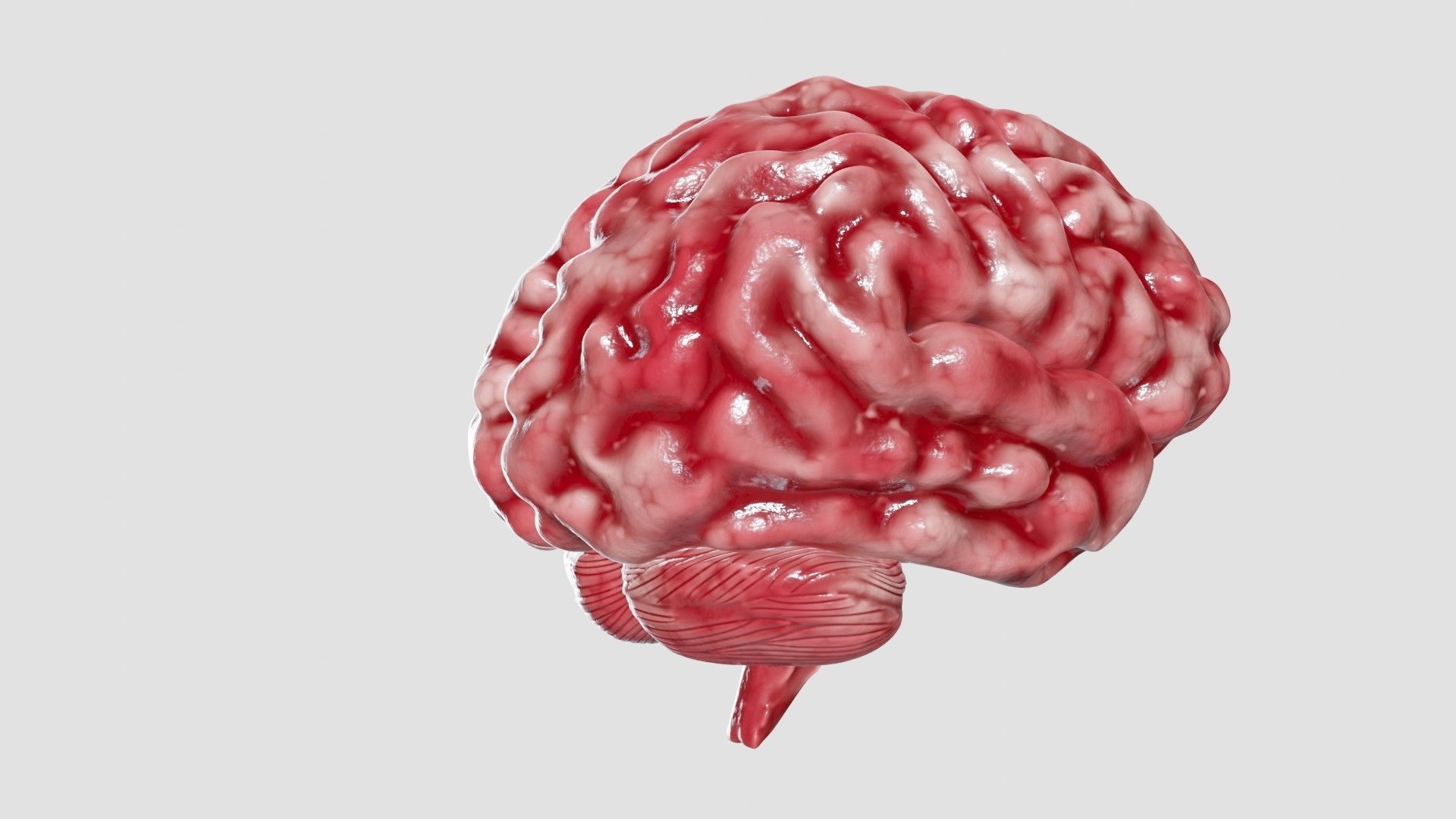Human Brain 3D Model Low-poly 3D model_40