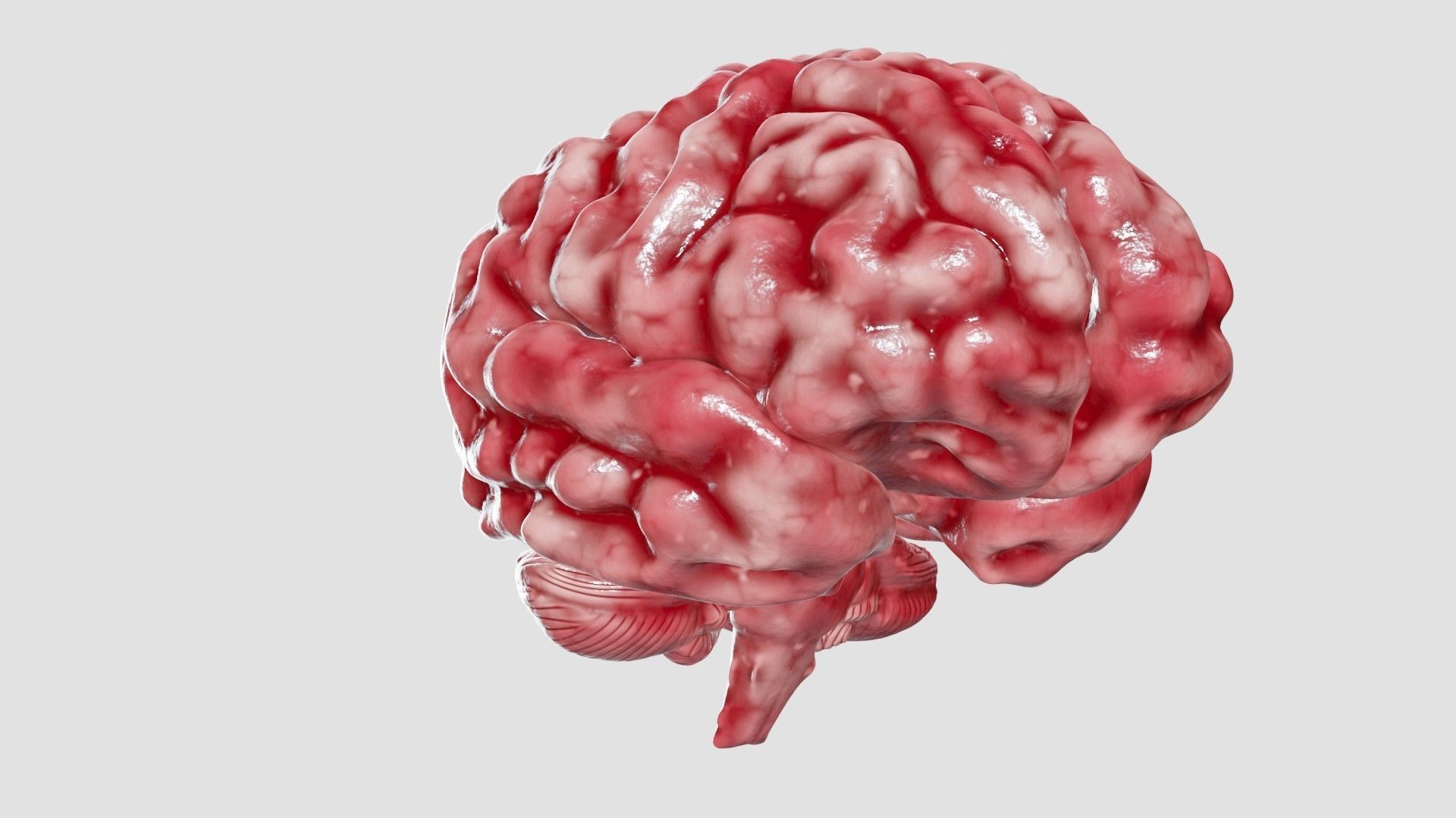 Human Brain 3D Model Low-poly 3D model_35