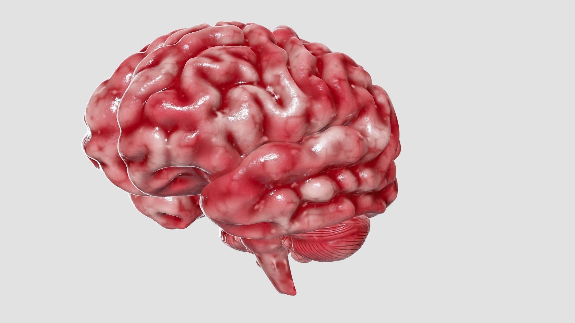Human Brain 3D Model Low-poly 3D model_29
