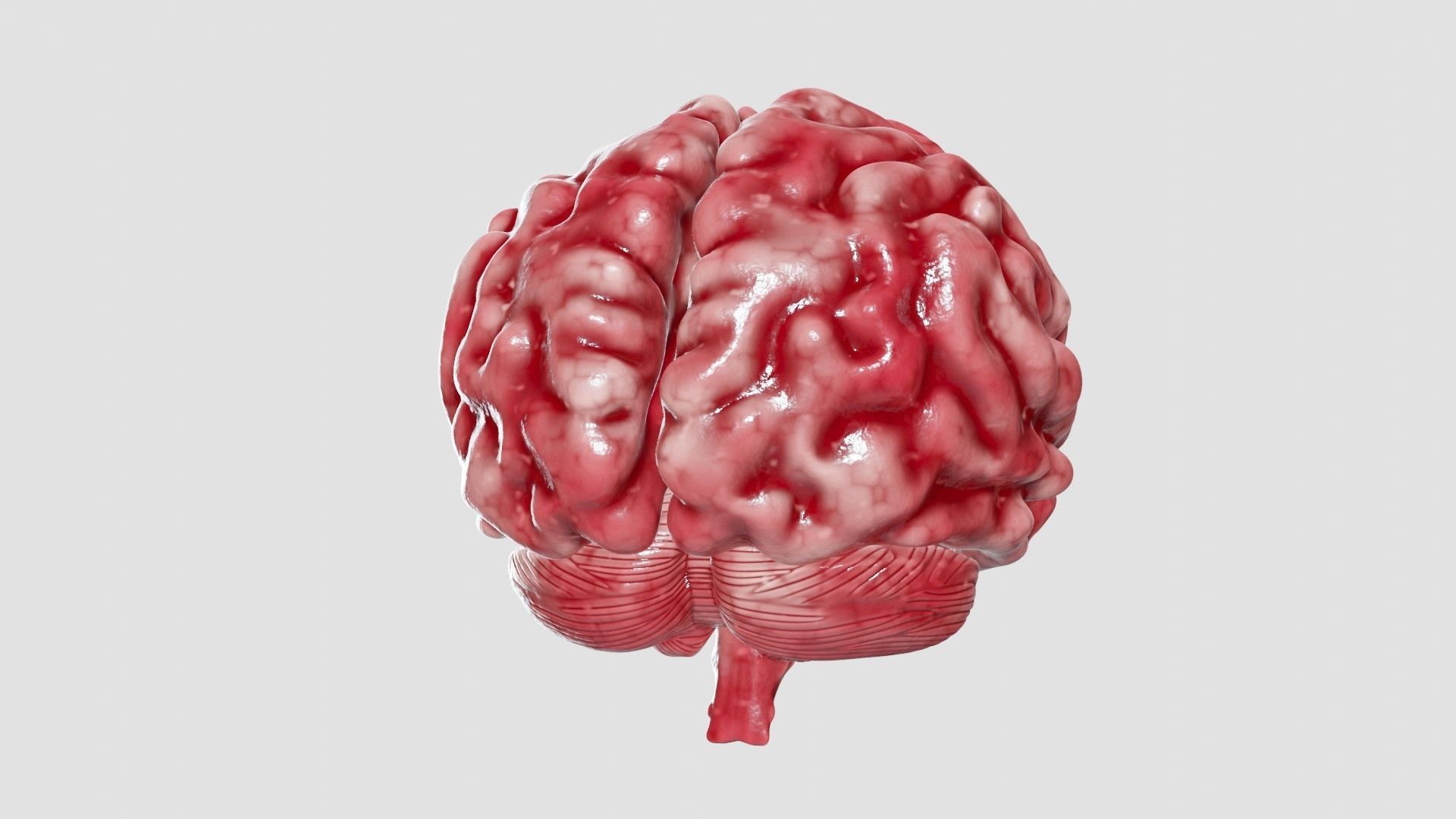 Human Brain 3D Model Low-poly 3D model_43