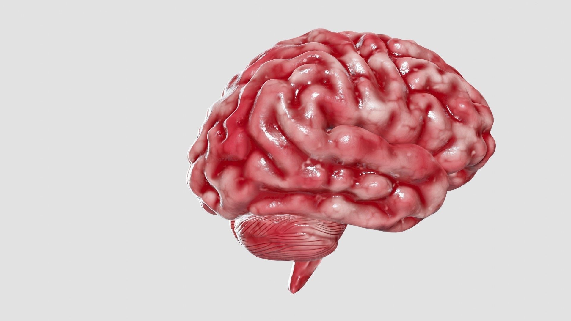 Human Brain 3D Model Low-poly 3D model_39