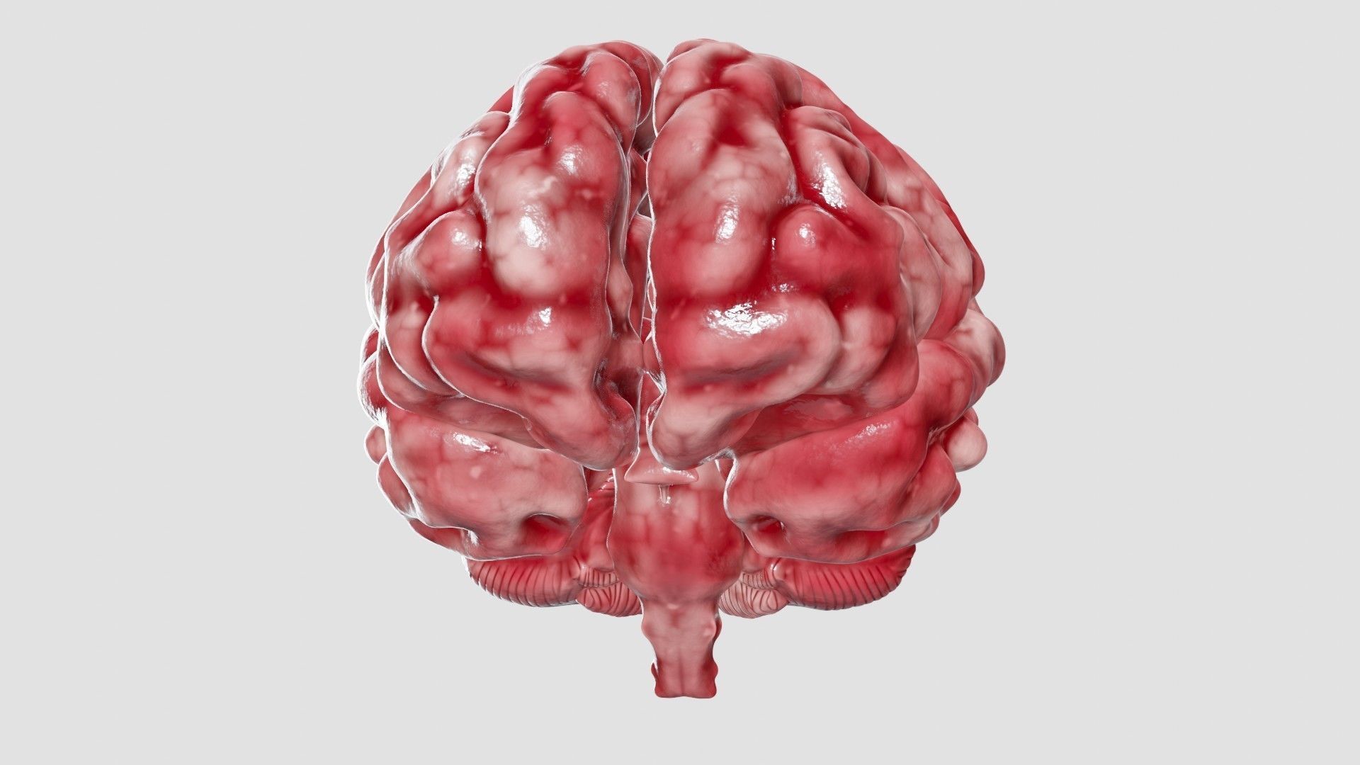 Human Brain 3D Model Low-poly 3D model_32
