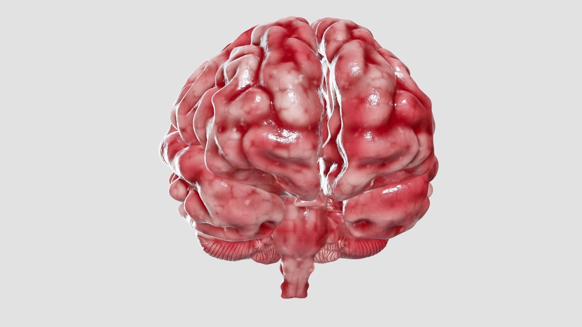 Human Brain 3D Model Low-poly 3D model_33