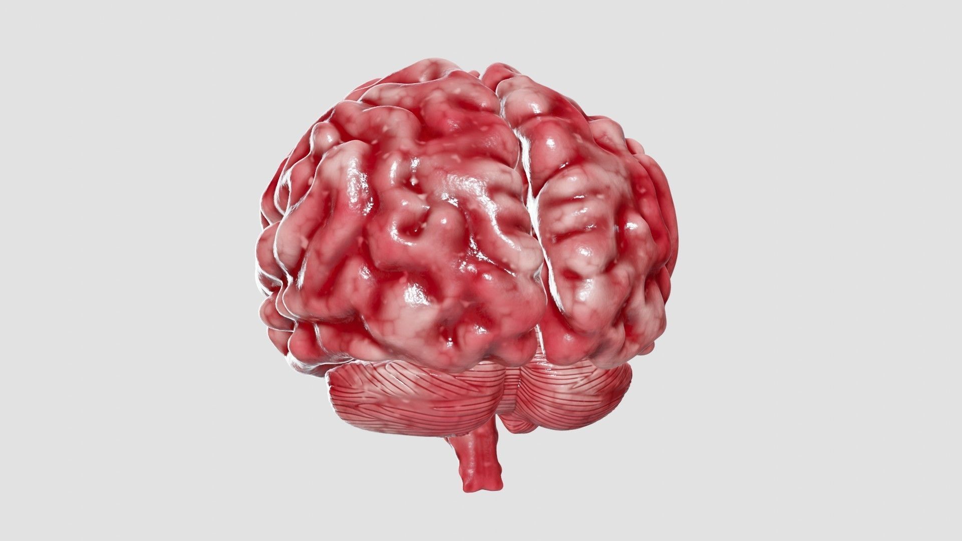 Human Brain 3D Model Low-poly 3D model_22
