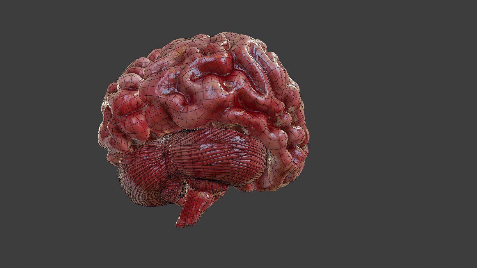 Human Brain 3D Model Low-poly 3D model_8