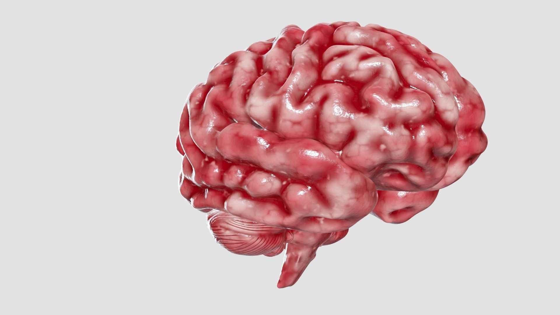 Human Brain 3D Model Low-poly 3D model_36