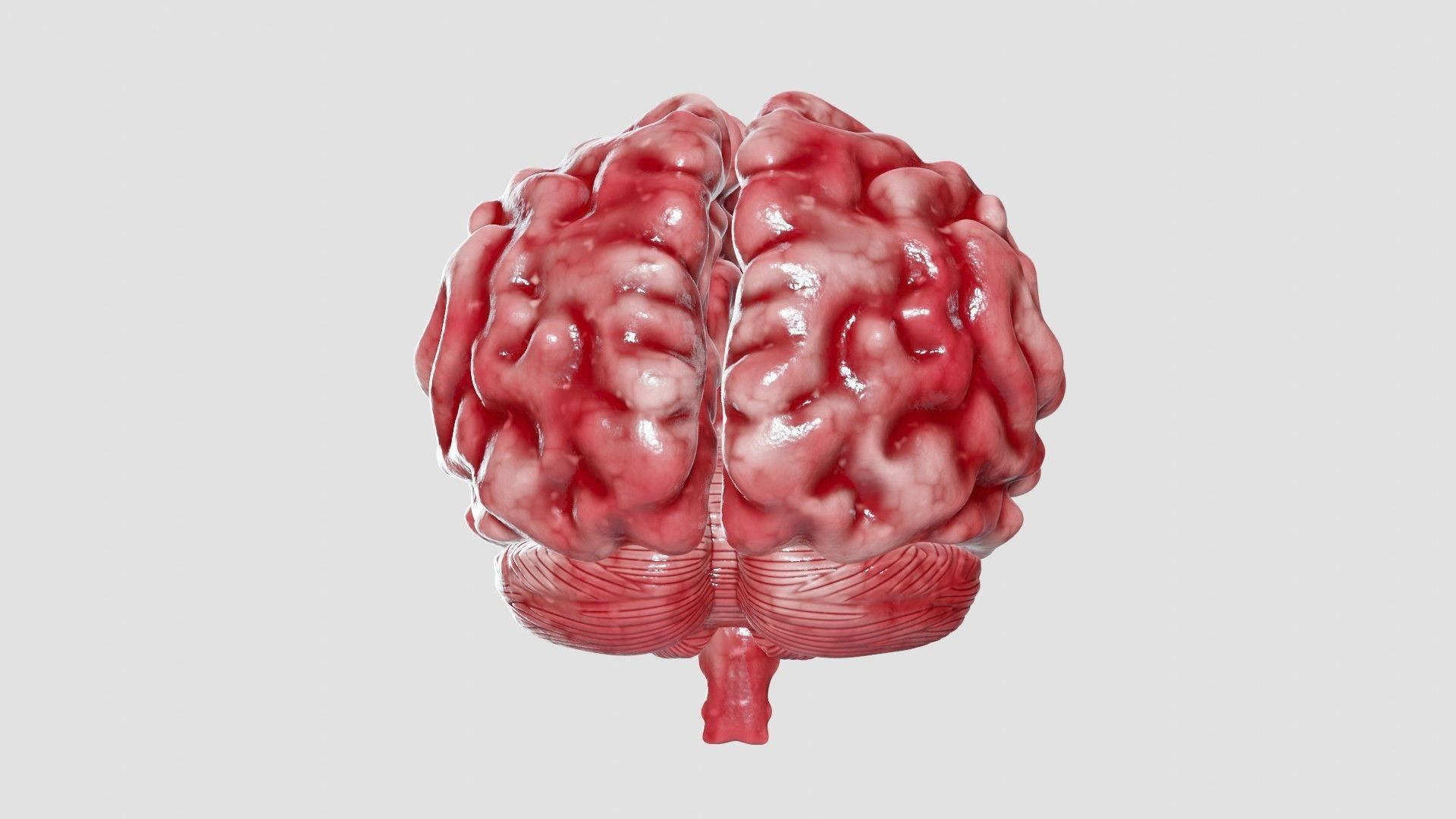 Human Brain 3D Model Low-poly 3D model_20