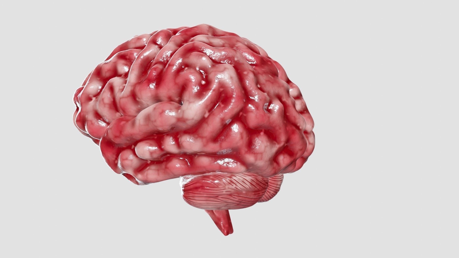 Human Brain 3D Model Low-poly 3D model_25