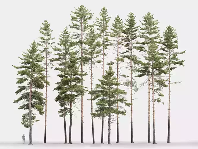 Pinus Sylvestris Pack 01 3D model