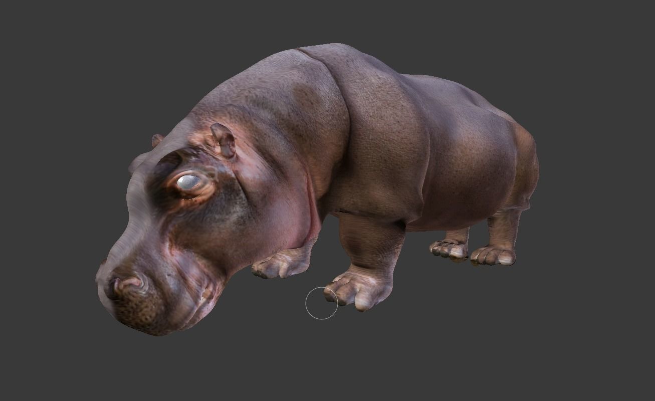 hippopotamus 3d hippo 3D model_3