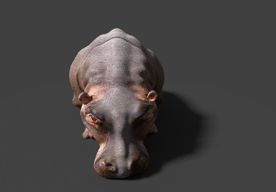 hippopotamus 3d hippo 3D model_7