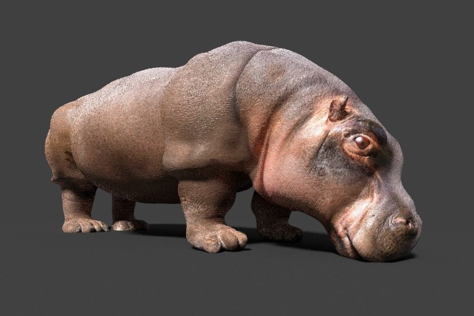 hippopotamus 3d hippo 3D model_12