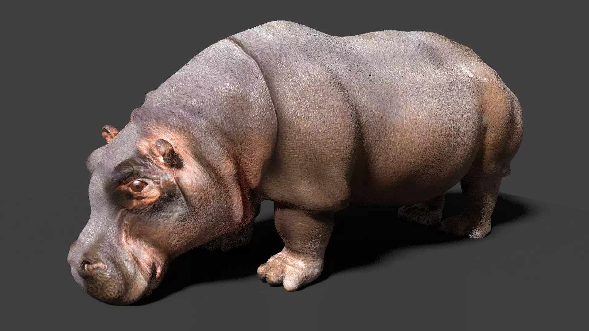 hippopotamus 3d hippo 3D model_0