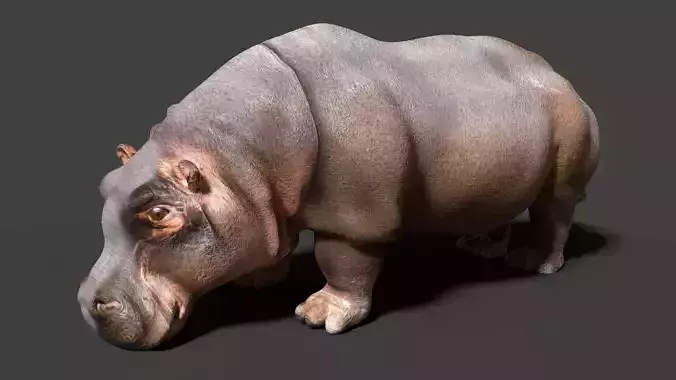 hippopotamus 3d hippo 3D model