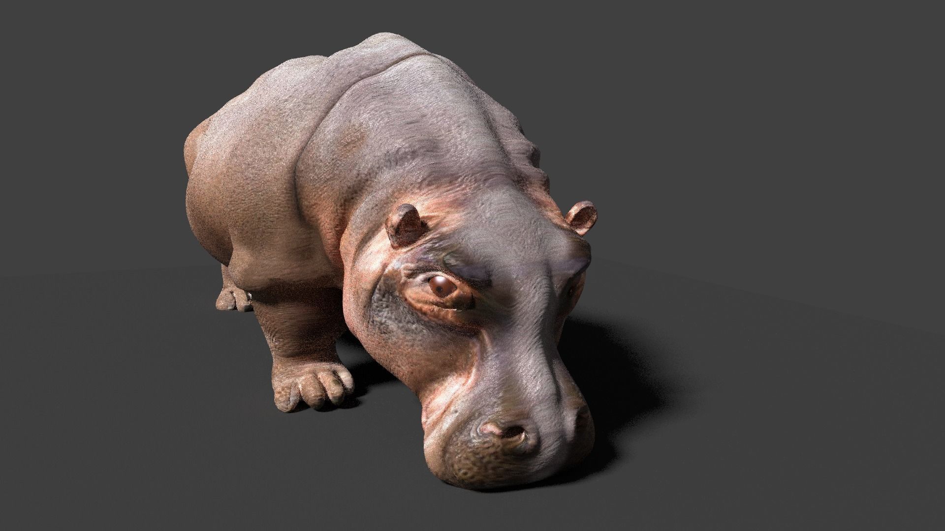 hippopotamus 3d hippo 3D model_5