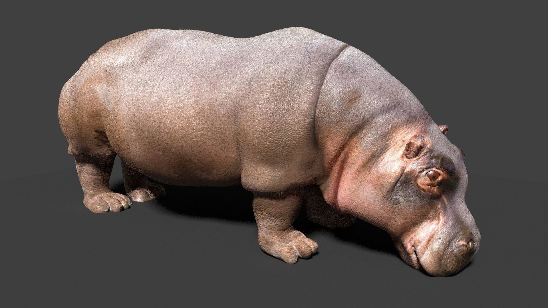 hippopotamus 3d hippo 3D model_2