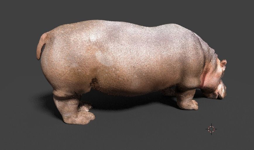 hippopotamus 3d hippo 3D model_9