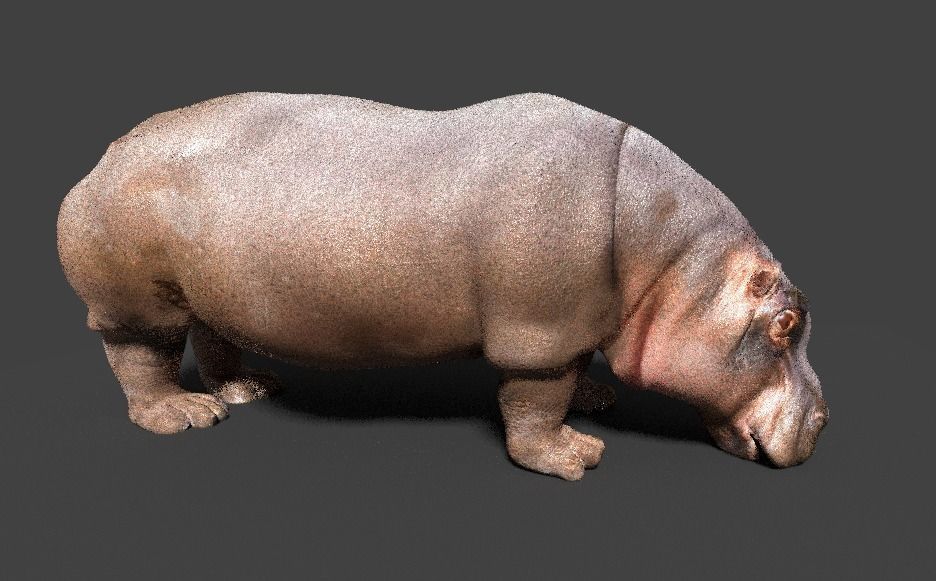 hippopotamus 3d hippo 3D model_16