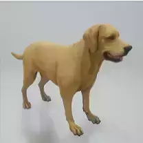 Labrador retriever