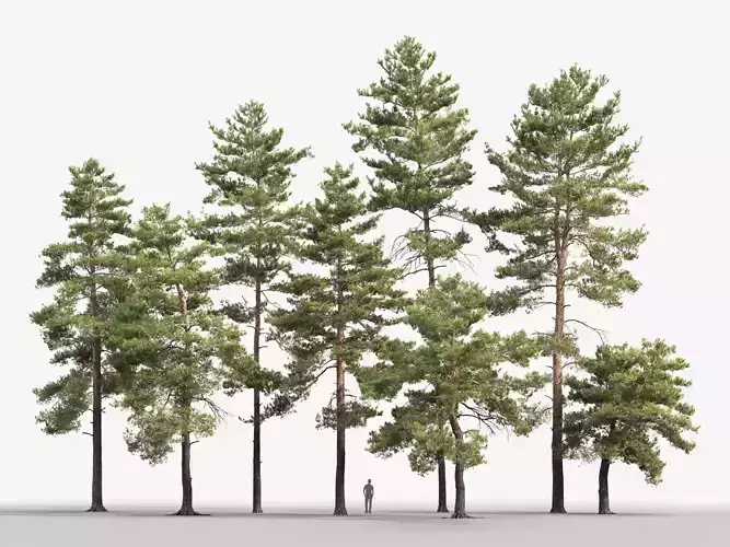 Pinus Sylvestris Pack 02 3D model