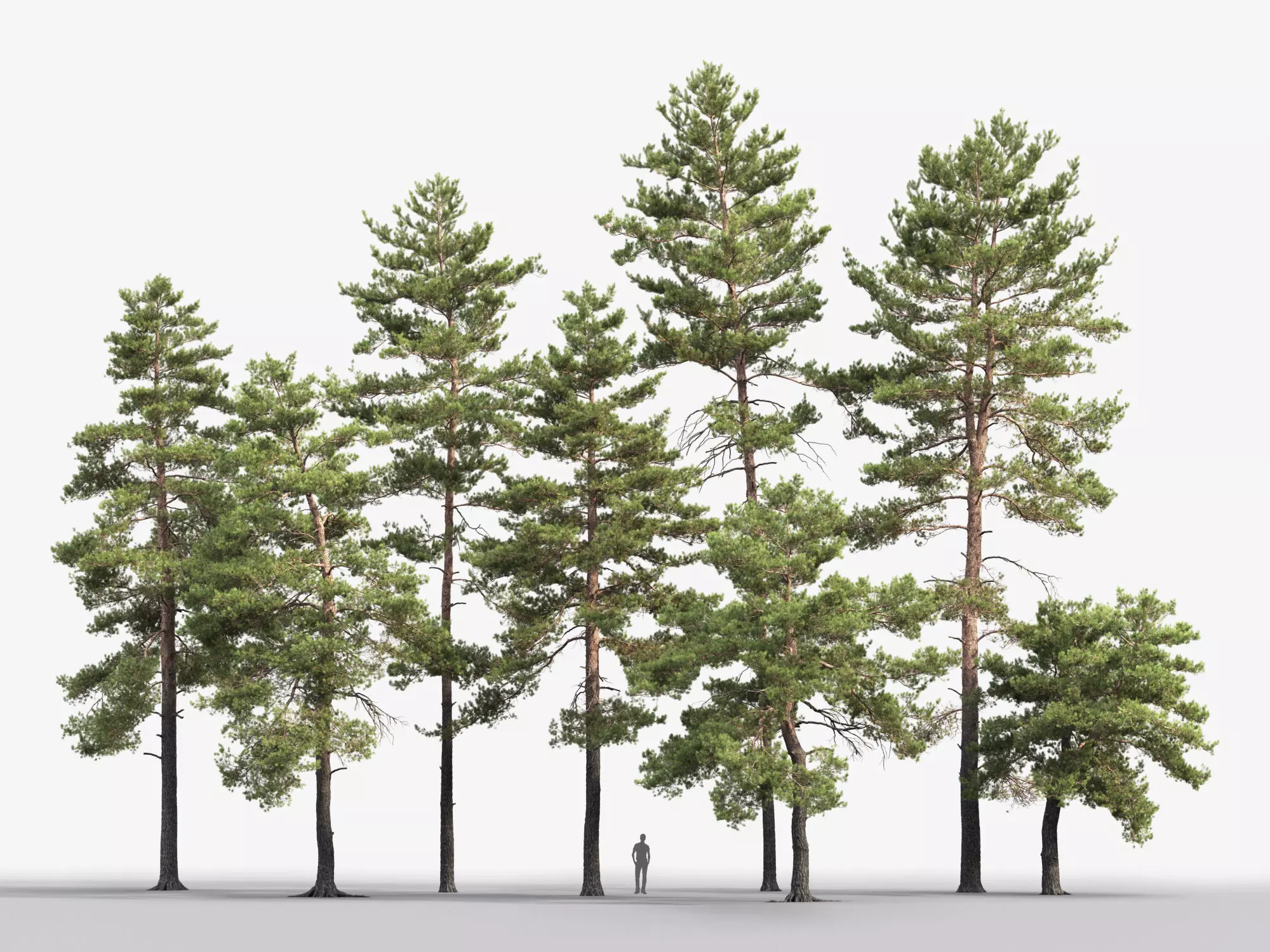 Pinus Sylvestris Pack 02 3D model_0