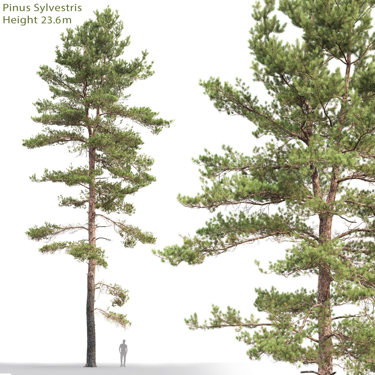 Pinus Sylvestris Pack 02 3D model_5