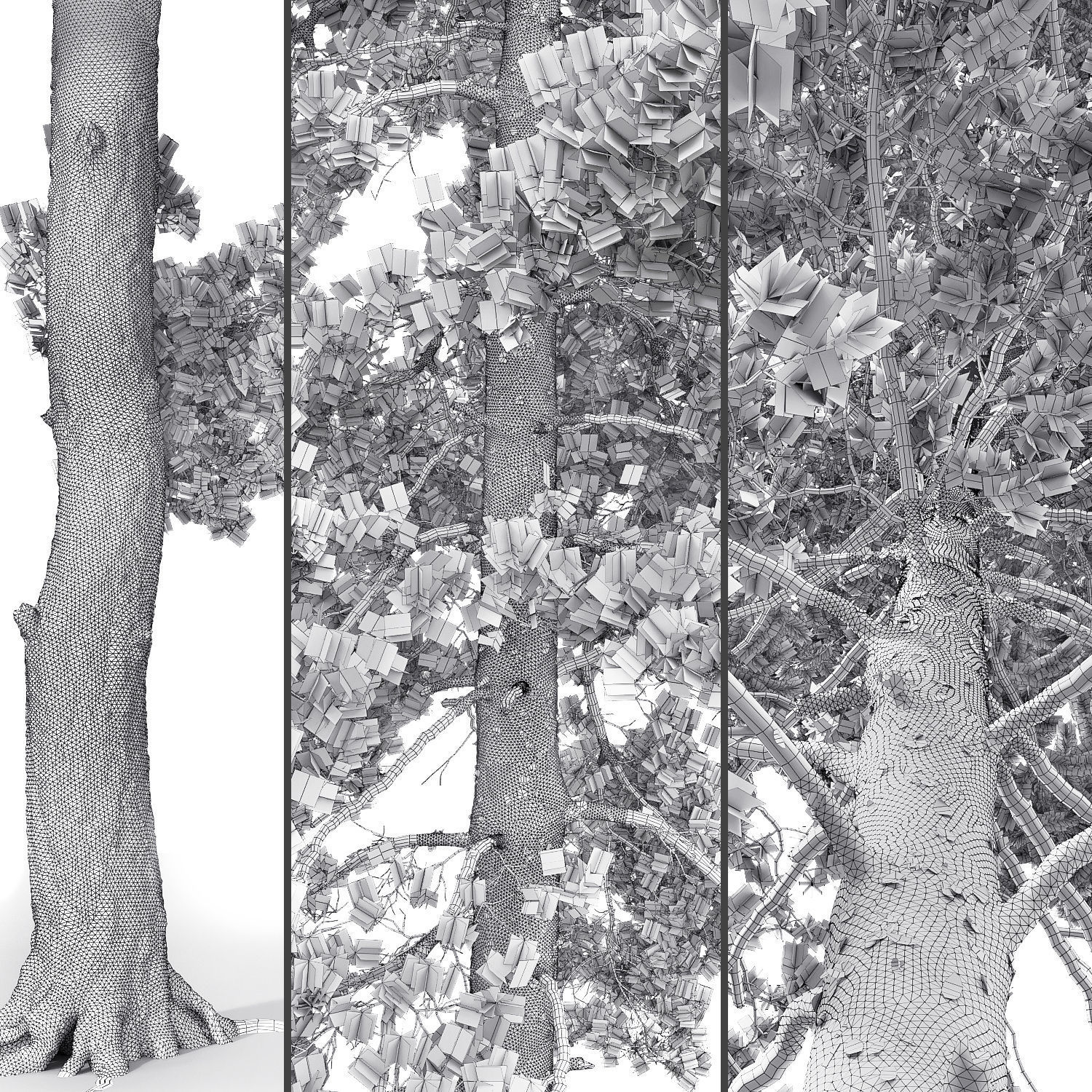 Pinus Sylvestris Pack 02 3D model_7