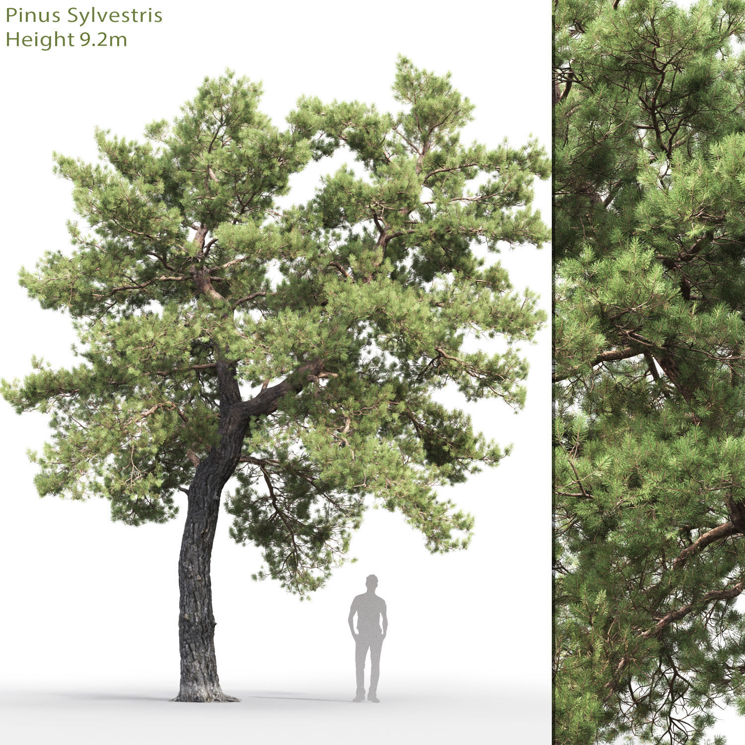 Pinus Sylvestris Pack 02 3D model_6