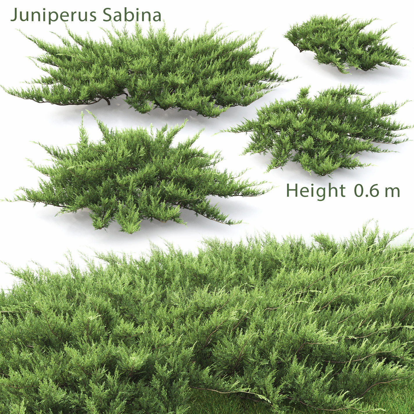 Juniperus Pack 01 3D model_2