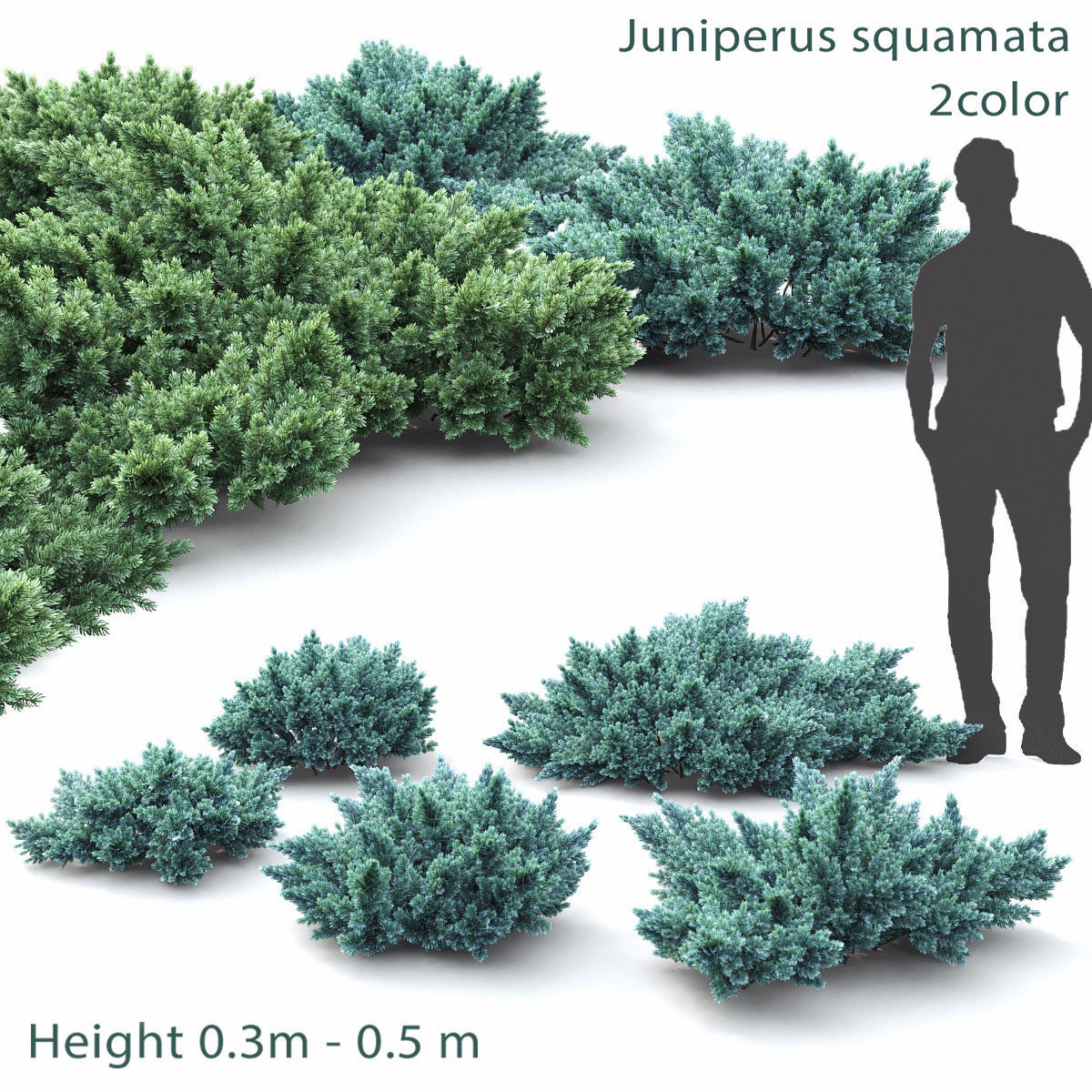 Juniperus Pack 01 3D model_4
