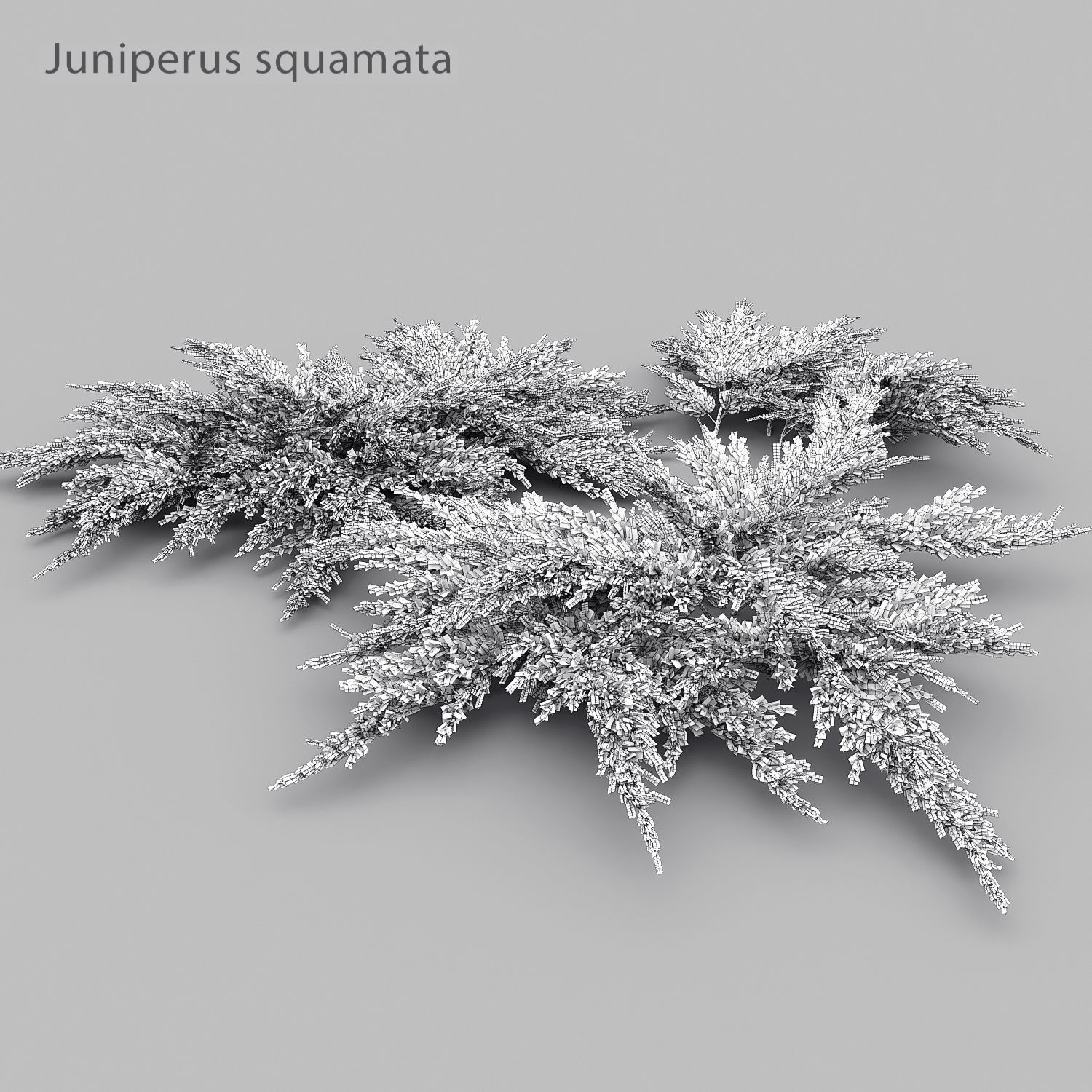 Juniperus Pack 01 3D model_10