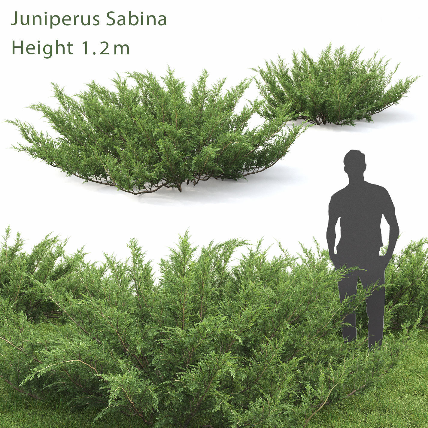 Juniperus Pack 01 3D model_1