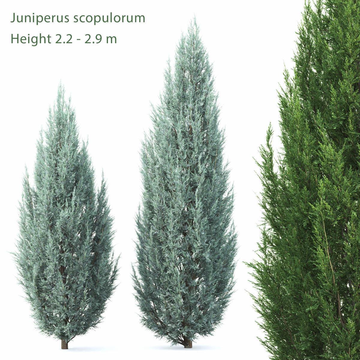 Juniperus Pack 01 3D model_3