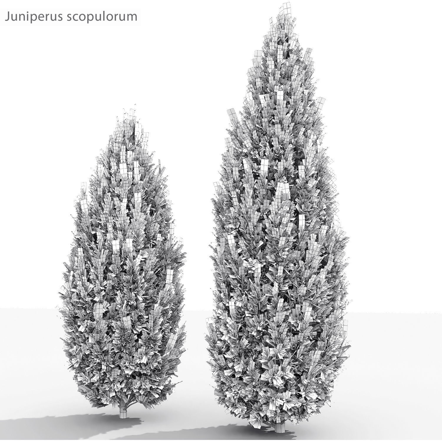 Juniperus Pack 01 3D model_8
