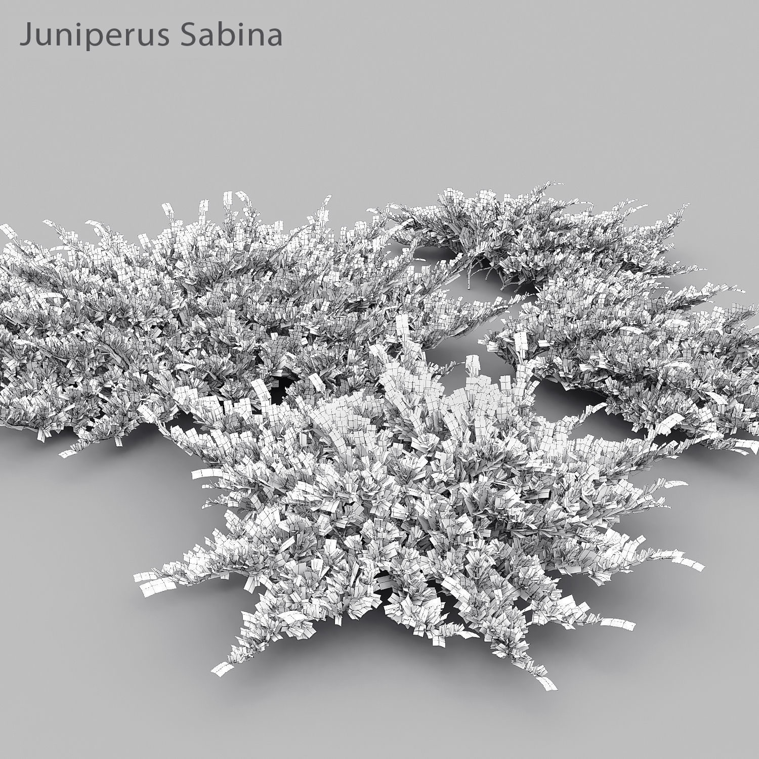 Juniperus Pack 01 3D model_11