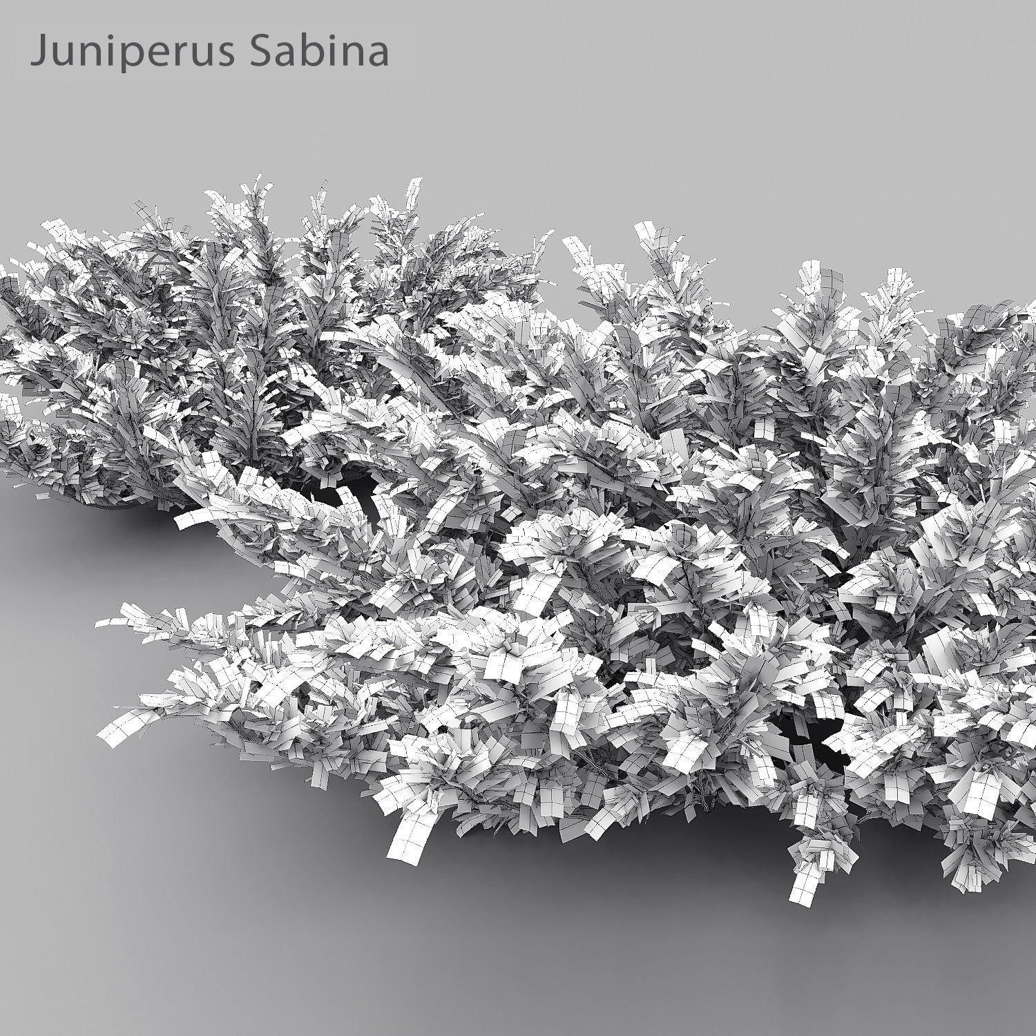 Juniperus Pack 01 3D model_9
