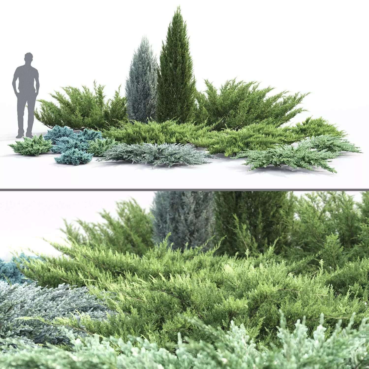Juniperus Pack 01 3D model_0