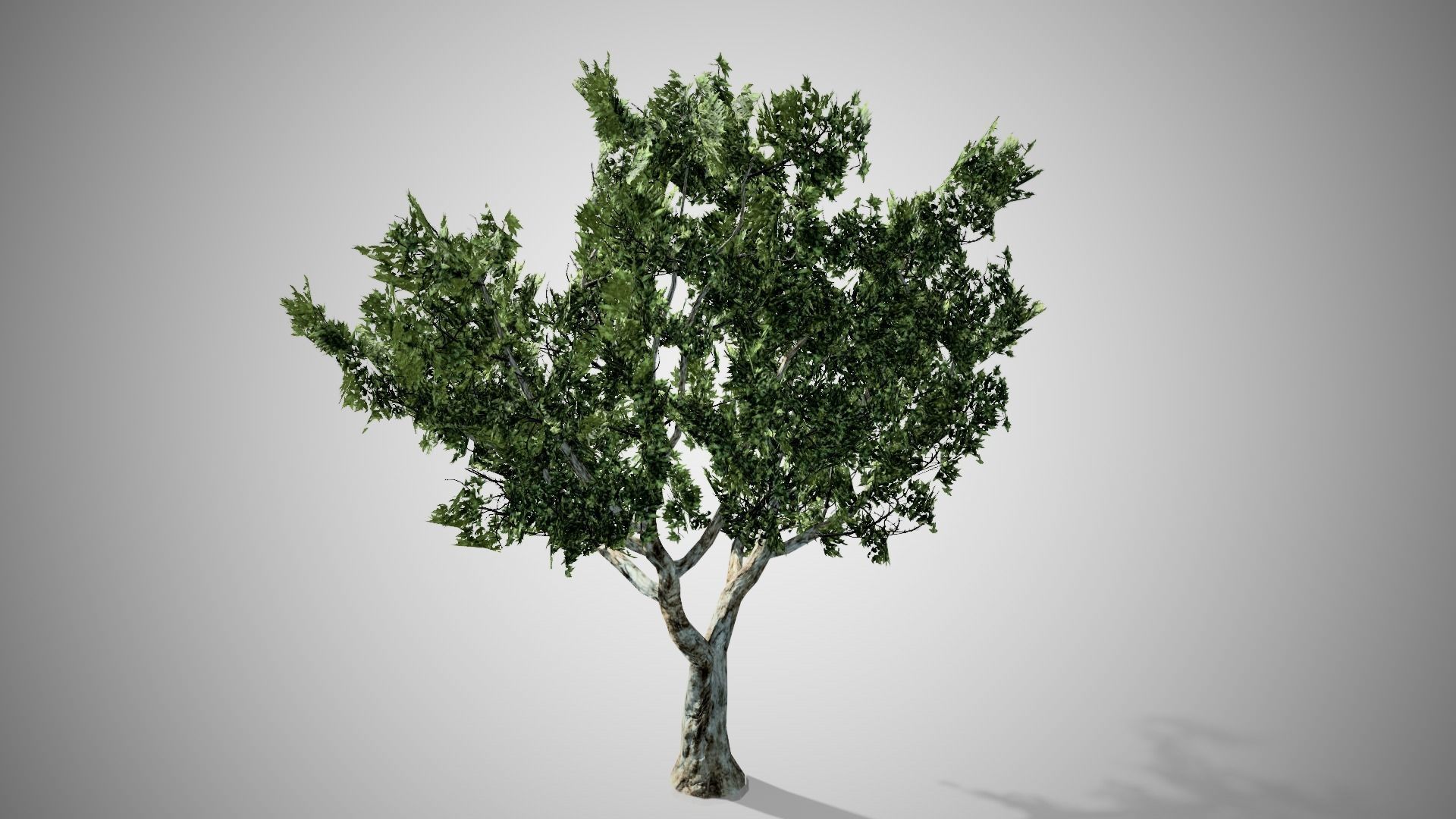 London Plane Tree LODs Low-poly 3D model_3