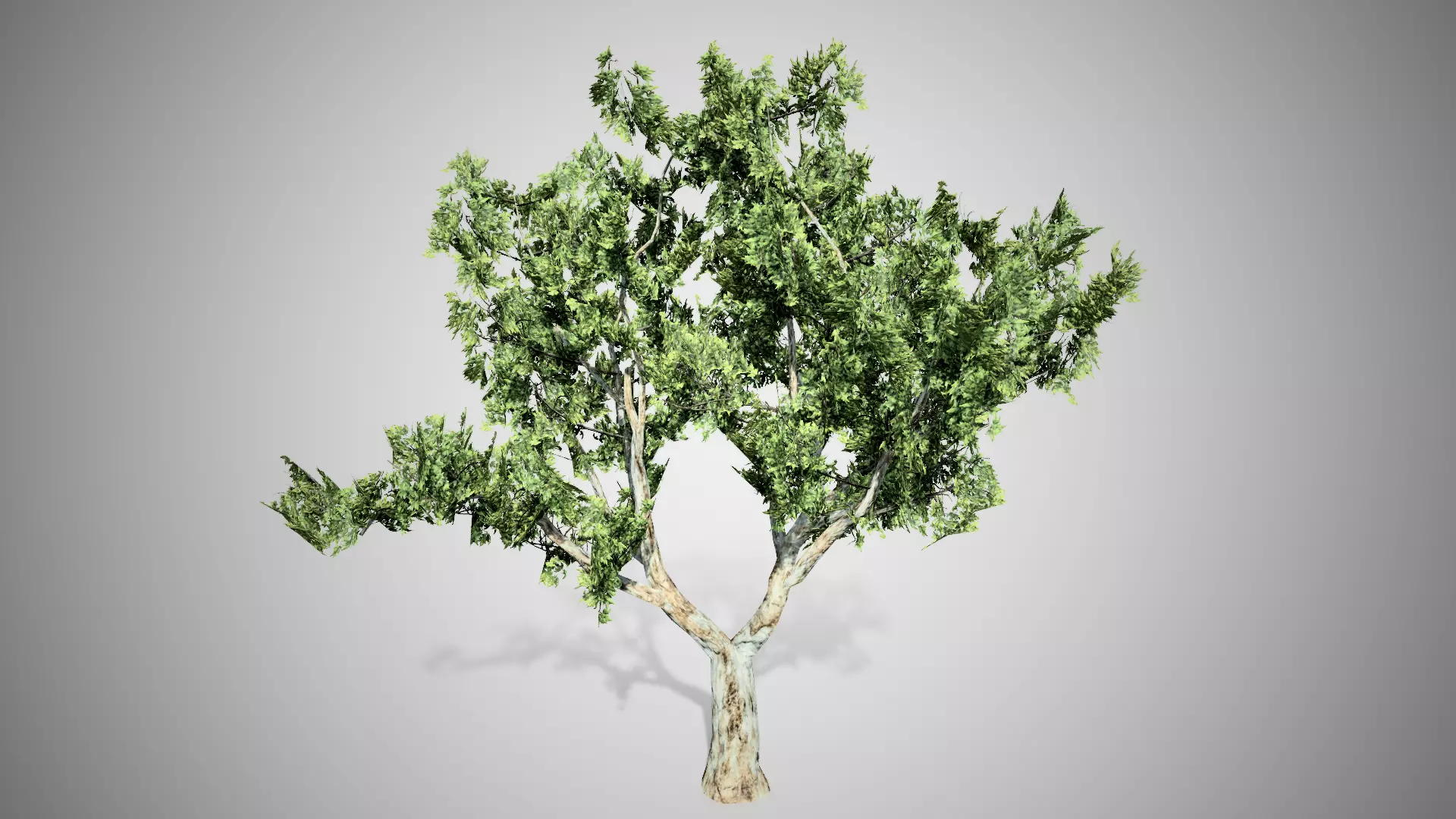 London Plane Tree LODs Low-poly 3D model_0